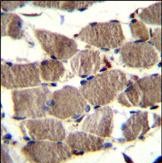 IHC-P - PION Antibody (C-term) AP12480b