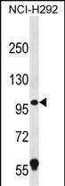 WB - PION Antibody (C-term) AP12480b