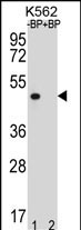 WB - OR8K3 Antibody (C-term) AP12487b