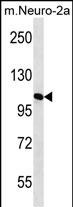 WB - MAN2A2 Antibody (Center) AP12501c