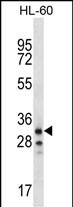WB - OR6K2 Antibody (C-term) AP12514b