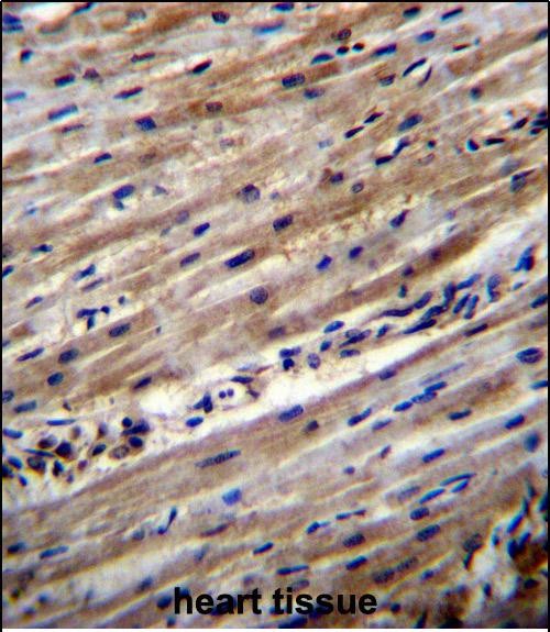 IHC-P - DUS1L Antibody (C-term) AP12520b