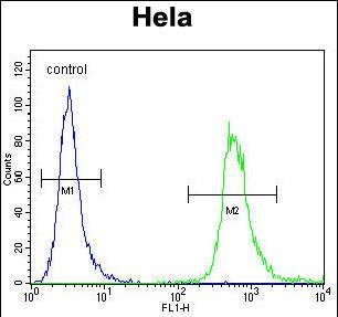 FC - WDR3 Antibody (N-term) AP12525a