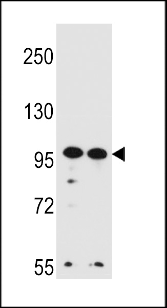 WB - WDR3 Antibody (N-term) AP12525a