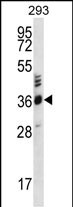 WB - OR2T27 Antibody (C-term) AP12536b