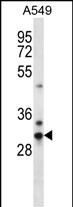 WB - CDRT15L1 Antibody (Center) AP12538c