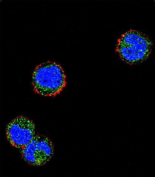 Confocal immunofluorescent analysis of KLRC1 Antibody (N-term)(Cat#AP12570a) with MDA-MB435 cell followed by Alexa Fluor 488-conjugated goat anti-rabbit lgG (green).Actin filaments have been labeled with Alexa Fluor 555 phalloidin (red).DAPI was used to stain the cell nuclear (blue).