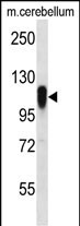 WB - FBX41 Antibody (N-term) AP12585a