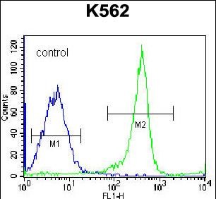 FC - EIF3CL Antibody (N-term) AP12609a