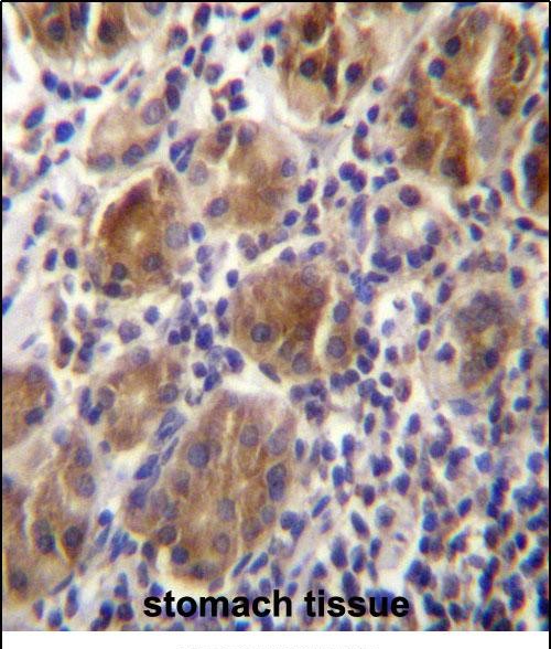 IHC-P - MLPH Antibody (C-term) AP12611B