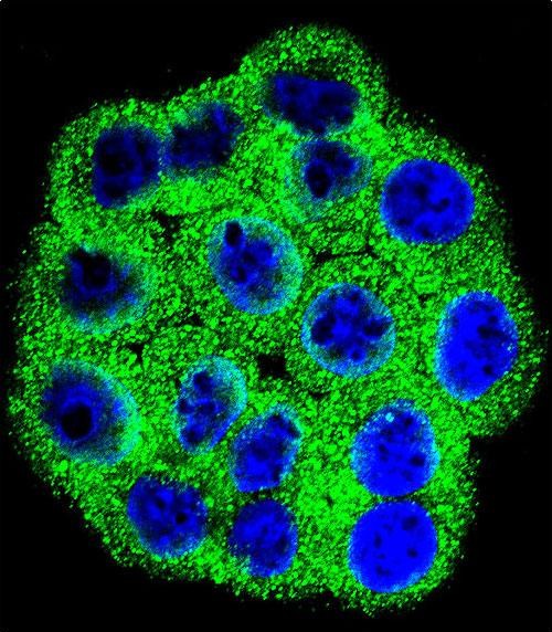 Confocal immunofluorescent analysis of CDKN2B Antibody (C-term)(Cat#AP12630b) with Hela cell followed by Alexa Fluor 488-conjugated goat anti-rabbit lgG (green). DAPI was used to stain the cell nuclear (blue).