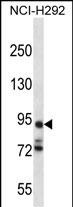 PCDHA7 Antibody (Center) (Cat. #AP12655b) western blot analysis in NCI-H292 cell line lysates (35ug/lane).This demonstrates the PCDHA7 antibody detected the PCDHA7 protein (arrow).