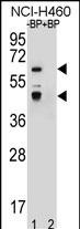 WB - PRAMEF3 Antibody (C-term) AP12658b