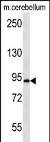 APBA2 Antibody (Center) (Cat. #AP12659c) western blot analysis in mouse cerebellum tissue lysates (35ug/lane).This demonstrates the APBA2 antibody detected the APBA2 protein (arrow).