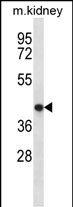 WB - TNMD Antibody (Center) AP12668c
