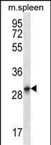 WB - KRT222P Antibody (C-term) AP12696b