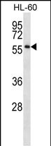 WB - ONECUT1 Antibody (C-term) AP12709b