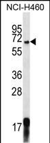 WB - GPSM1 Antibody (Center) AP12738c