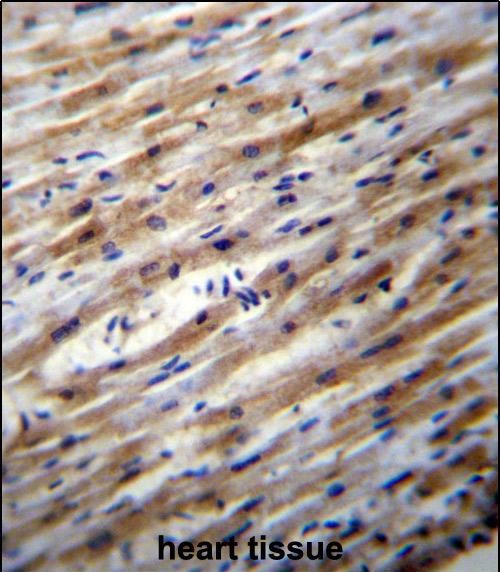 IHC-P - POFUT1 Antibody (C-term) AP12747b