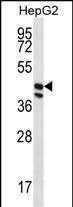 WB - POFUT1 Antibody (C-term) AP12747b