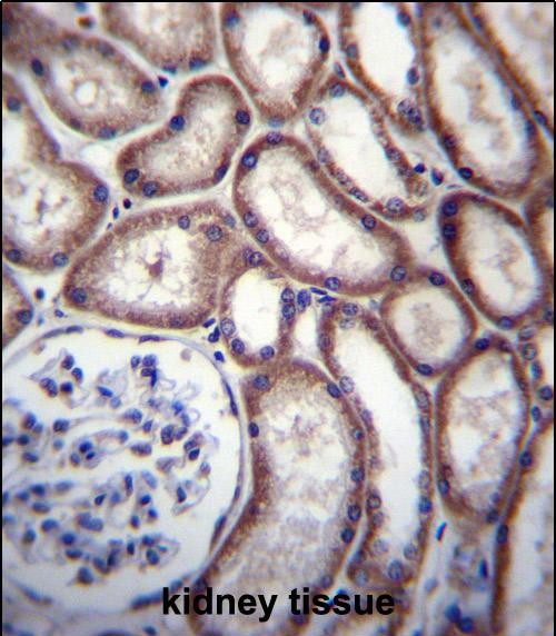 IHC-P - DNAJC27 Antibody (N-term) AP12755a