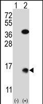 Western blot analysis of SUMO2 (arrow) using rabbit polyclonal SUMO2 Antibody (M1) (Xenopus) (Cat. #AP1285a). 293 cell lysates (2 ug/lane) either nontransfected (Lane 1) or transiently transfected (Lane 2) with the SUMO2 gene.