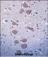 IHC-P - Mouse TLR8 Antibody (C-term) AP1508d