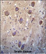 IHC-P - SIGLEC11 Antibody (C-term) AP1629b