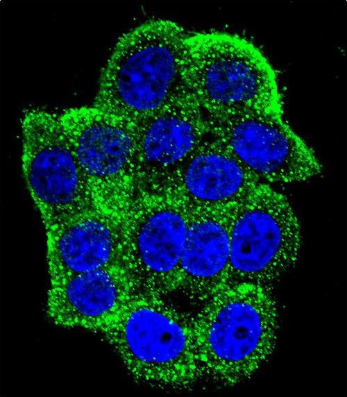 Confocal immunofluorescent analysis of Hamartin (TSC1) Antibody (Center)(Cat#AP6359c) with Hela cell followed by Alexa Fluor 488-conjugated goat anti-rabbit lgG (green). DAPI was used to stain the cell nuclear (blue).