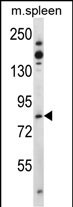 WB - Tiparp  Antibody (N-term) AP7978a
