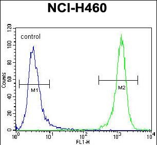 FC - DGKQ Antibody (C-term) AP8122b