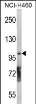 WB - DGKQ Antibody (C-term) AP8122b
