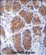 IHC-P - MID1IP1 Antibody (N-term) AP12762a