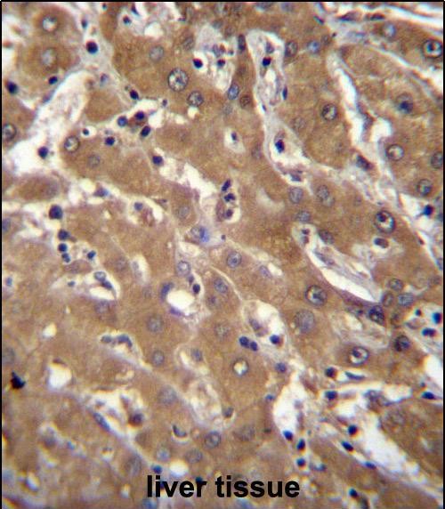 IHC-P - SPOPL Antibody (Center) AP12768c