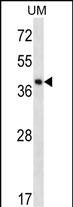 WB - SPOPL Antibody (Center) AP12768c