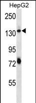 WB - PLEKHH1 Antibody (C-term) AP12777b