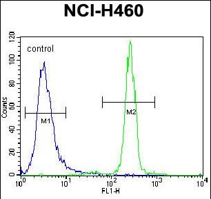 FC - XYLT1 Antibody (N-term) AP12779a
