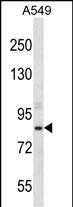 ASPH Antibody (Center) (Cat. #AP12780c) western blot analysis in A549 cell line lysates (35ug/lane).This demonstrates the ASPH antibody detected the ASPH protein (arrow).
