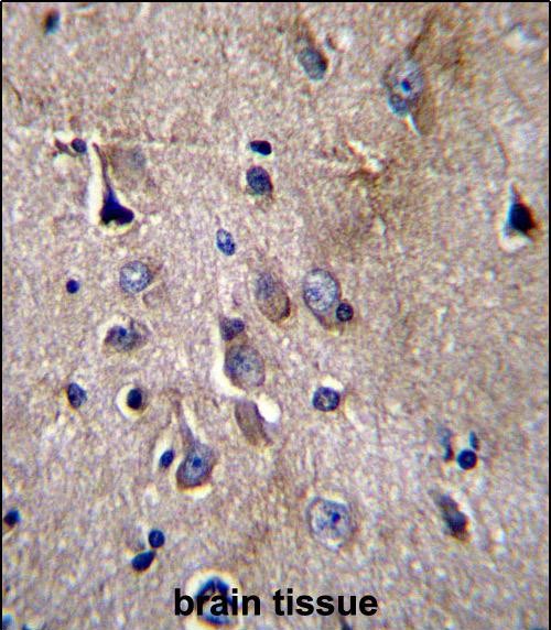 IHC-P - NFKBIL1 Antibody (C-term) AP12802b