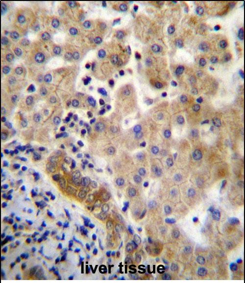 IHC-P - LIN7C Antibody (C-term) AP12807b