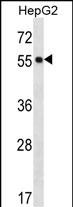 POFUT2 Antibody (Center) (Cat. #AP12857c) western blot analysis in HepG2 cell line lysates (35ug/lane).This demonstrates the POFUT2 antibody detected the POFUT2 protein (arrow).