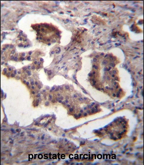 IHC-P - GUF1 Antibody (N-term) AP12858A