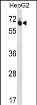 WB - GUF1 Antibody (N-term) AP12858A