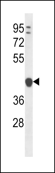 WB - YIPF1 Antibody (N-term) AP12859a