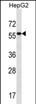 ALDH3B2 Antibody (C-term) (Cat. #AP12863b) western blot analysis in HepG2 cell line lysates (35ug/lane).This demonstrates the ALDH3B2 antibody detected the ALDH3B2 protein (arrow).