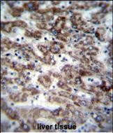 IHC-P - GCDH Antibody (C-term) AP12905b
