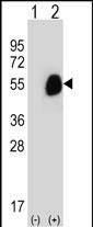 WB - GCDH Antibody (C-term) AP12905b