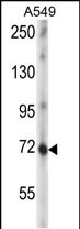 WB - ZNF429 Antibody (C-term) AP12934B
