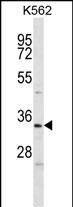 WB - ELAVL2 Antibody (Center) AP12937c