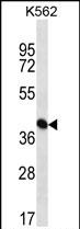 PAICS Antibody (N-term) (Cat. #AP12945a) western blot analysis in K562 cell line lysates (35ug/lane).This demonstrates the PAICS antibody detected the PAICS protein (arrow).